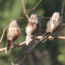 Load image into Gallery viewer, Set of 4 x 11cm Feather Bird Decorations with Clip for home decoration